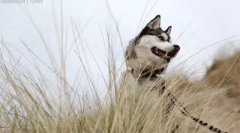 Zanimiva dejstva o huskyju