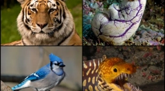 Zanimiva dejstva o chordanu