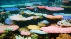 Zanimiva dejstva o koralih