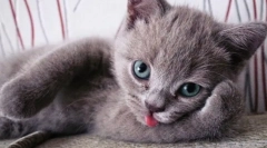 Zanimiva dejstva o mačkah: 10 radovednih značilnosti puhastih hišnih ljubljenčkov