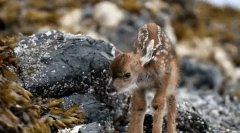 Zanimiva dejstva o roe