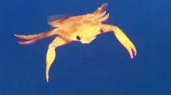 Zanimivosti o corlju črnega morja