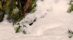 Zanimiva dejstva o naklonjenosti