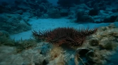 Zanimiva dejstva o morskih ježjih