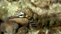 Zanimivosti o morskih iglah