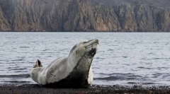 Zanimivosti o morskih leopardih