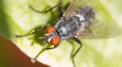 Zanimiva dejstva o muhah