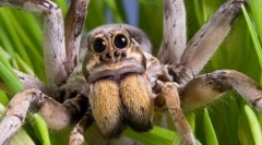 Zanimiva dejstva o spider-wolfu