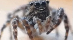 Zanimiva dejstva o v obliki pajka