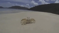 Zanimiva dejstva o rakih