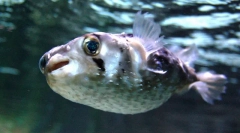 Zanimiva dejstva o ribah fugu