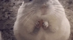 Zanimiva dejstva o chinchilach