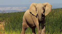 Zanimiva dejstva o slonih