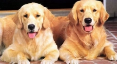 Zanimiva dejstva o psih