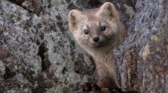 Zanimiva dejstva o sobyola