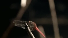 Zanimiva dejstva o kačji pastirju