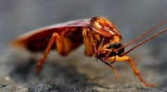 Zanimiva dejstva o ščurkah