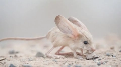 Zanimiva dejstva o tuccanchiku