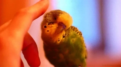 Zanimiva dejstva o valovitem papagah