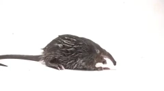 Zanimiva dejstva o čarovnice