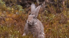 Zanimiva dejstva o zajcih
