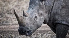 Zanimiva dejstva o živalih iz rdeče knjige