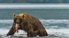 Zanimiva dejstva o živalih taiga