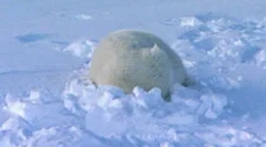 Zanimiva dejstva o živalih tundra