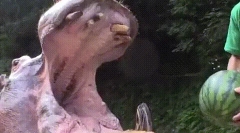 Zanimiva dejstva o živalskih zob