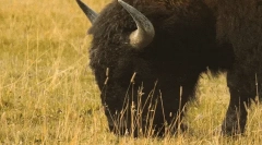 Zanimiva dejstva o bizonu