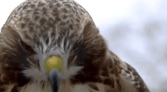 Zanimiva dejstva o hawku