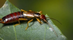 Zanimiva dejstva o prebivalcih