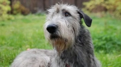 Irski wolfhound