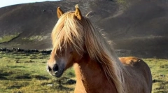 Islandski pony