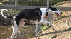 Španščina borzaya