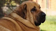 Španščina mastiff