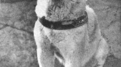 Zgodovina hachiko - najbolj predana v svetu psa (7 fotografij)