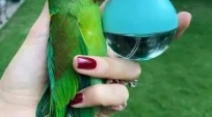 Zgodovina balda parrot rei