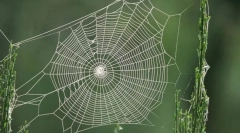Kaj pajek skrije svoj splet?