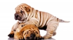 Iz globin starosti: seznam najbolj starodavnih pasem psov