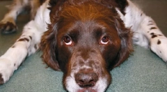 Rast presežka hormona