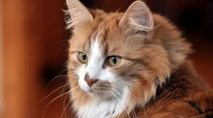 Spremembe obnašanja mačk, skupne za večino bolezni