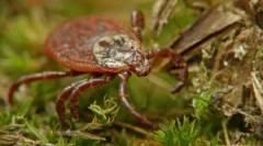 Odstranjevanje klopa doma