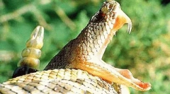 Strup v živalskem življenju