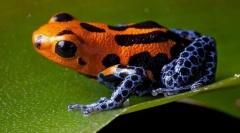 Strupene žabe (drevesni hoji, lesti)