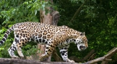 Jaguar (živalska fotografija): lucky in lepa velika mačka