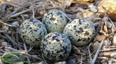 Jajce. Zgradba, velikosti, oblike in barvna jajca