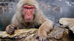 Japonski macak
