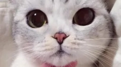 Japonski vzdevki za mačke in mačke