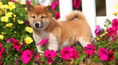 Japonske pasme psov: fotografija, kratek opis, značilnosti